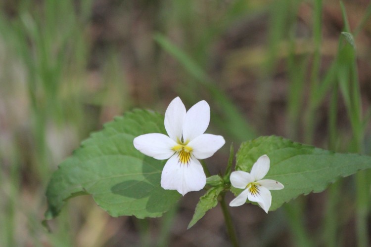 A Violot Family Bloom